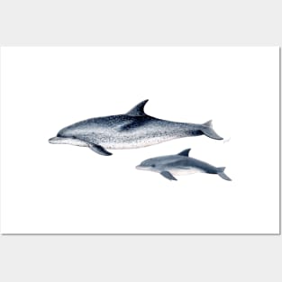 Atlantic spotted dolphin Posters and Art